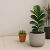 ¿Qué tamaño de maceta necesita tu planta? Guía rápida para no equivocarte