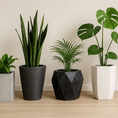Collection image for: Nuevos